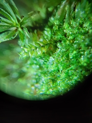 Plagiothecium curvifolium