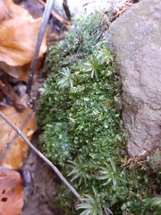 Plagiothecium curvifolium