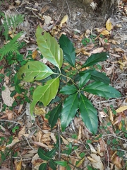 Cissus sterculiifolia