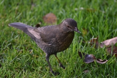 Turdus merula