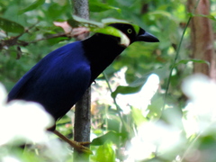 Cyanocorax beecheii