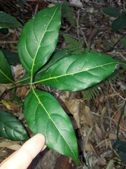 Cissus sterculiifolia