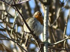 Erithacus rubecula
