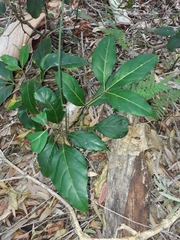Cissus sterculiifolia