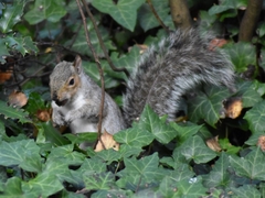 Sciurus carolinensis