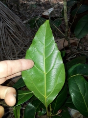 Cissus sterculiifolia