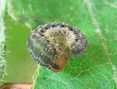 Empria pumila