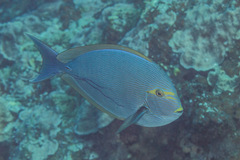 Acanthurus mata