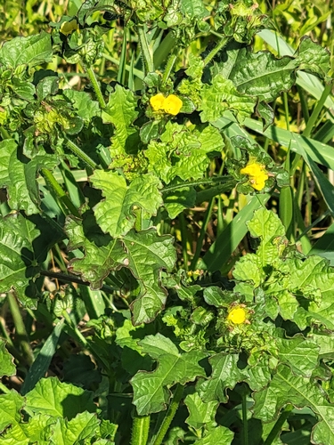 Malachra capitata, photograph 3