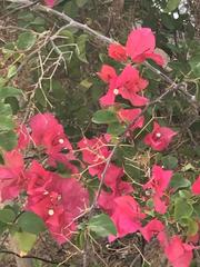 Bougainvillea