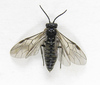 8-spot Dawn-Treader - Photo (c) Alexander Boldyrev, some rights reserved (CC BY-NC), uploaded by Alexander Boldyrev