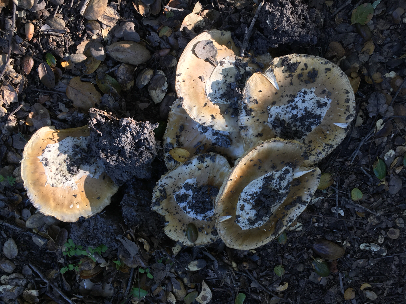 Amanita calyptroderma image