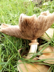 Agaricales