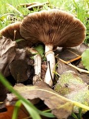 Agaricales