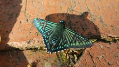 Phocides urania urania