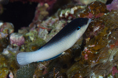 Anampses neoguinaicus