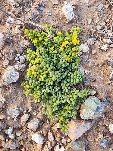 simple-leaved bean caper