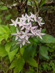 Pentas