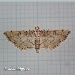 Lamprosema tampiusalis