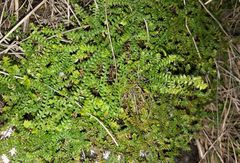Selaginella helvetica