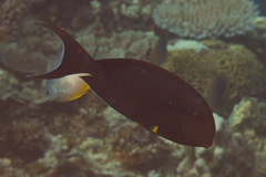 Acanthurus nigricauda