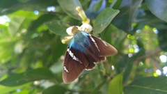 Astraptes fulgerator azul