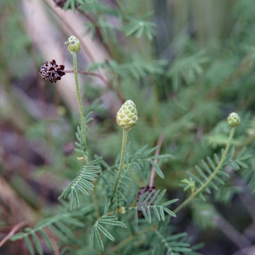 Lumholtz's Prairie Clover (Dalea lumholtzii)