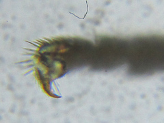 Empria pumila