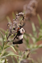 Hemileuca nevadensis