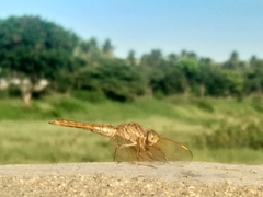 Brachythemis contaminata