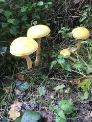 Fungi