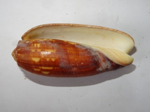 Oliva miniacea marrati, 2025-08-19