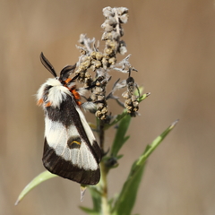 Hemileuca nevadensis