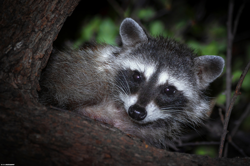 Baja California Raccoon