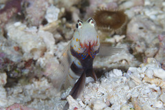 Amblyeleotris guttata