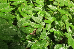 Elatostema parvum