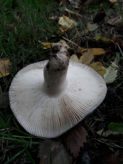Russula cyanoxantha