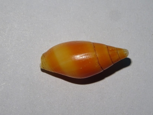 Mitra acuminata observed 2025-08-19