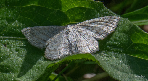 Scopula virgulata