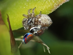 Maratus tasmanicus