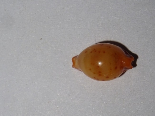 Cypraea bistrinotata observed 2025-08-19