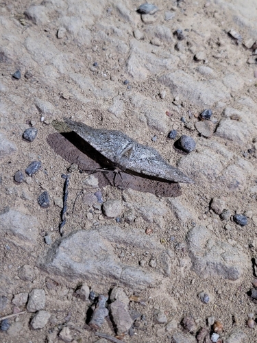 iNaturalist observation photo of Ennominae