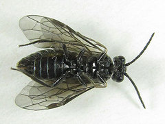 Empria pumila