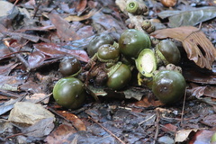 Lithocarpus kawakamii