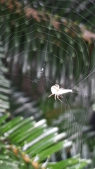 Araneus sturmi