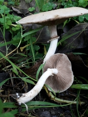 Agaricales