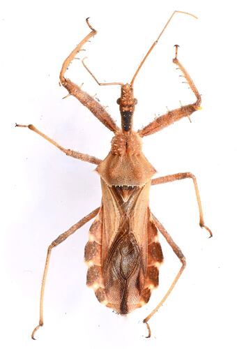 Spined Assassin Bug photo 3