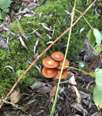 Kuehneromyces mutabilis