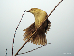 Slender-Billed Greenbul photo 3