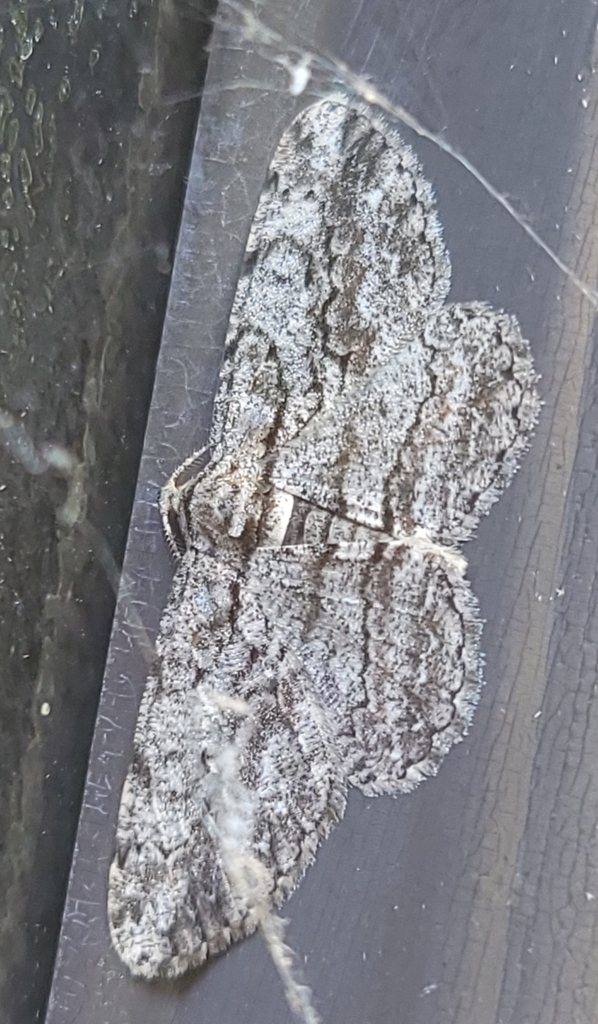 North American Common Gray from Country Squire Lakes, IN 47265, USA on ...